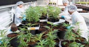 Canadá afina detalles a pocos días de la legalización de la marihuana recreativa