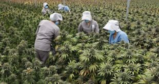 Colombia apunta al cannabis medicinal como un impulsor de las exportaciones