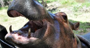 Los hipopótamos de Pablo Escobar sientan precedente histórico en Estados Unidos: son declarados como “personas jurídicas”. El narcotraficante Pablo Escobar importó en 1981 cuatro hipopótamos para que formaran parte de la colección de animales exóticos de su Hacienda Nápoles.
