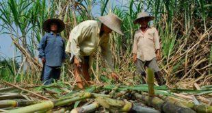Asocaña e ingenios celebran reapertura de comercio de azúcar con Ecuador