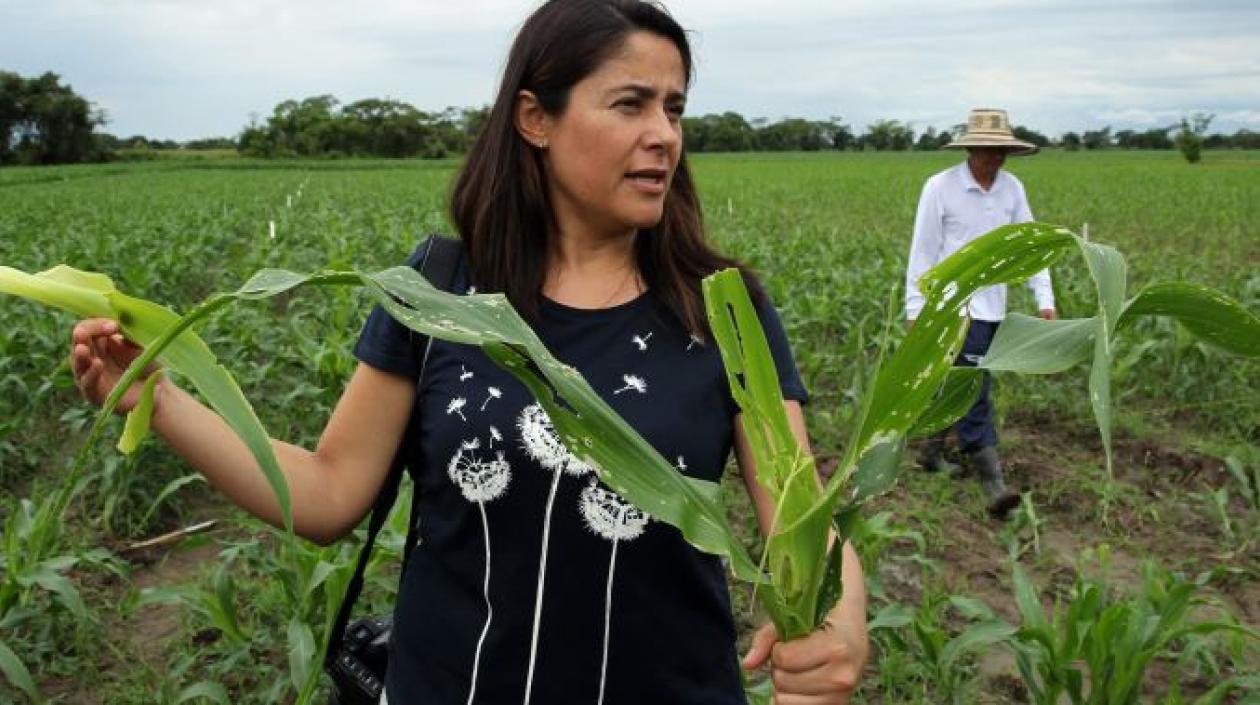 Los cultivos transgénicos crecieron un 31 % en Colombia en 2021